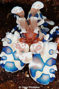 Arlequin shrimp. 
When I saw one of this shrimps for fir... by Oscar Miralpeix 
